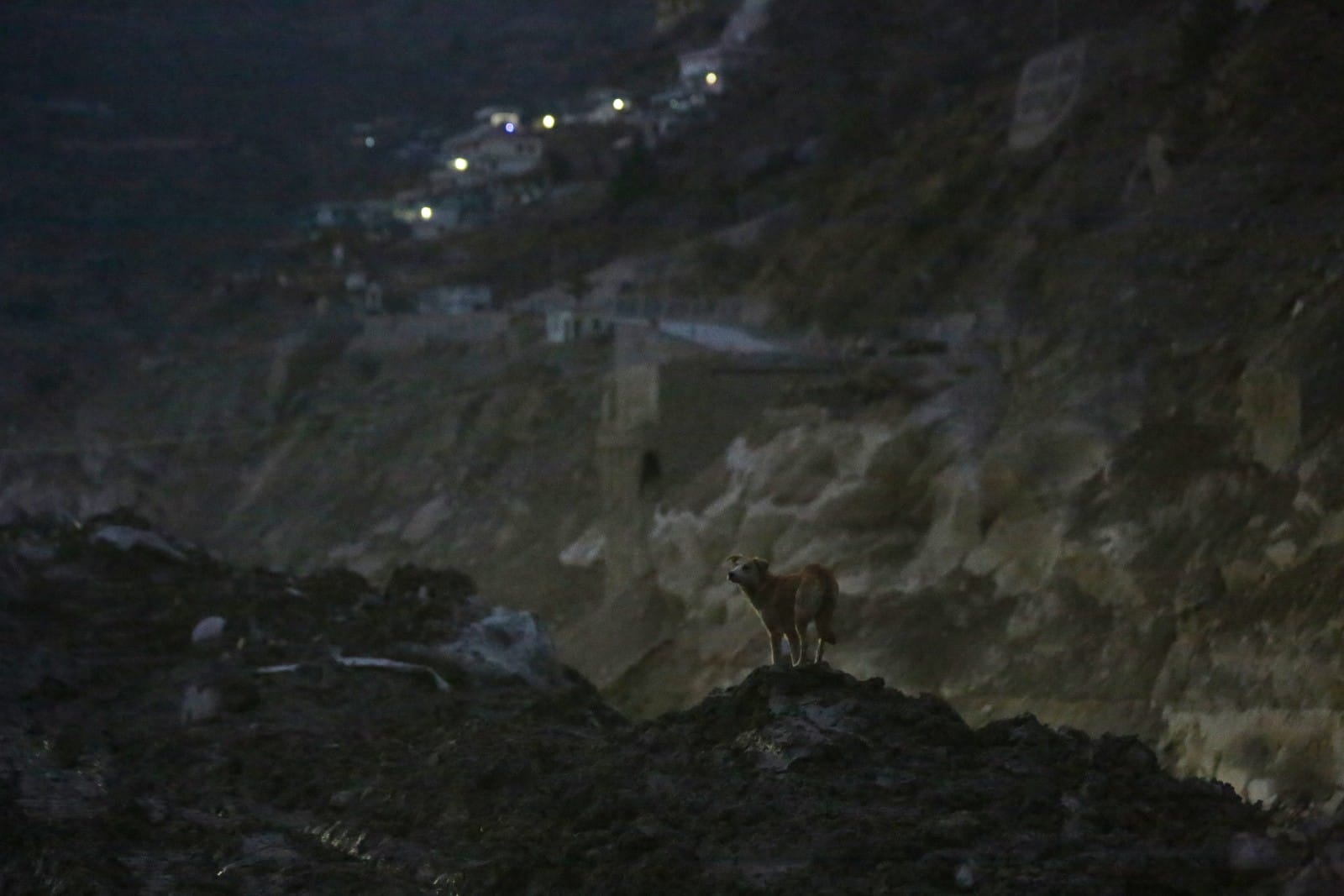The dog desperately roams around the disaster site. | Photo: Suraj Singh Bisht/ThePrint