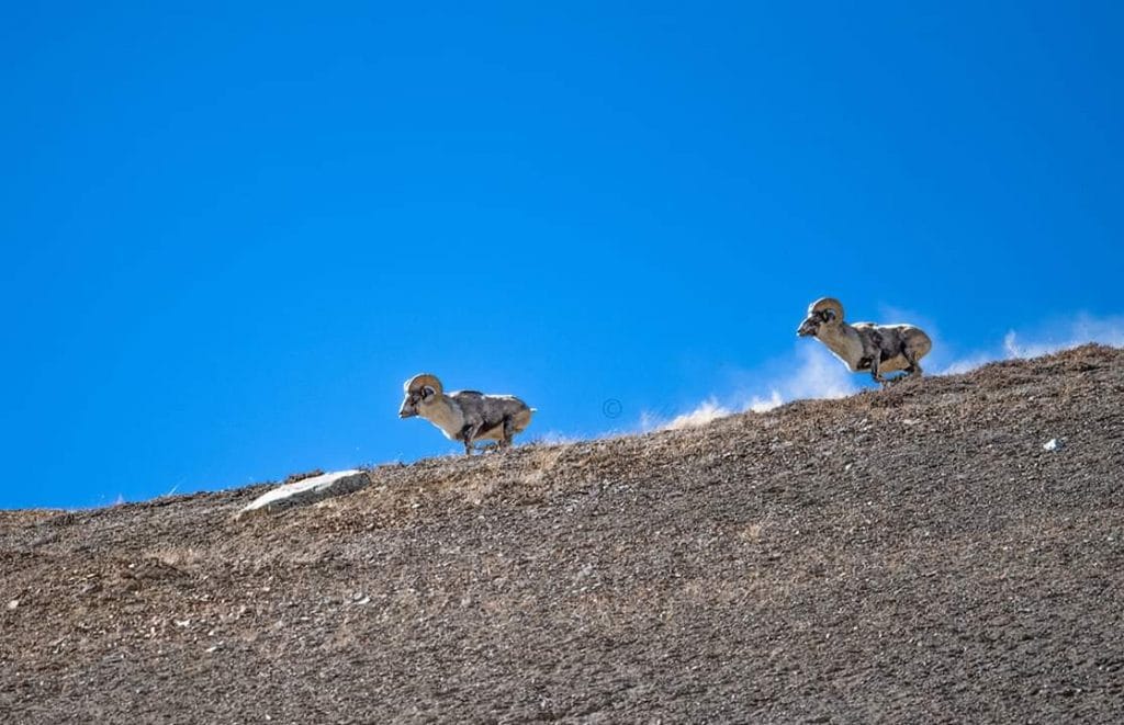 Blue Sheep spotted in Markha Valley. Photo: Global Himalayan Expedition