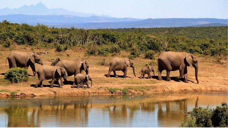 Africa’s elephants are going hungry because there aren’t enough fruits on trees