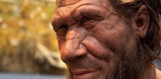 Representational image | nhm.ac.uk