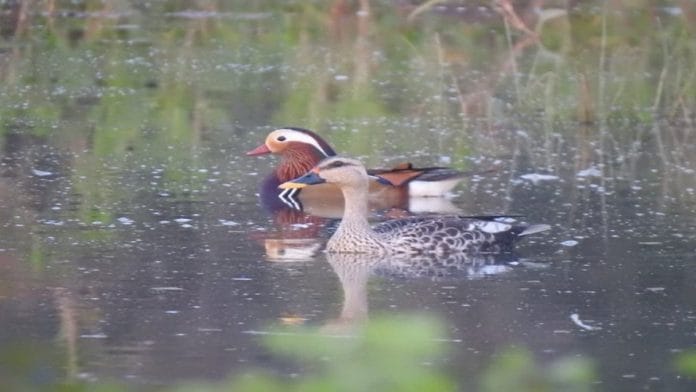 Mandarin duck