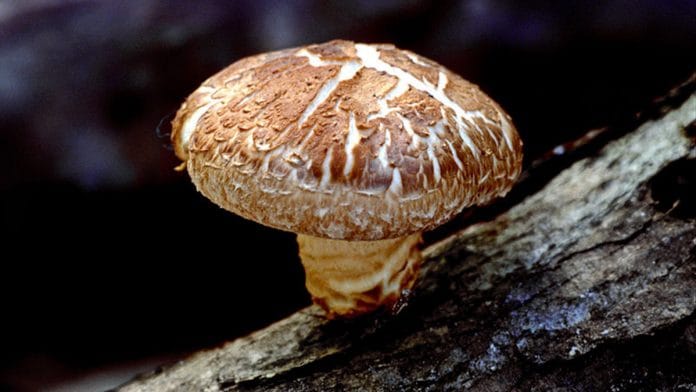 Shiitake Mushroom