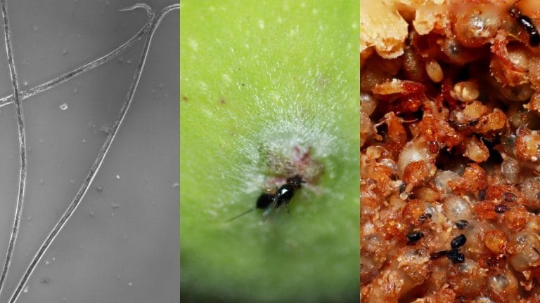Hitchhiker worms in fig trees use ‘perfume’ to find a ride on wasps, fly to safety