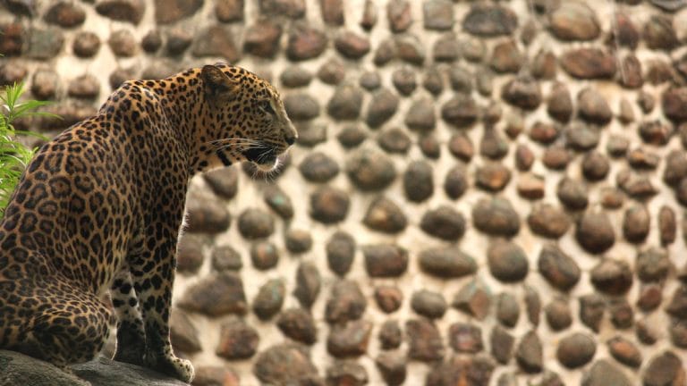 Why Indian leopards switched from ‘healthy salad’ to ‘risky junk’