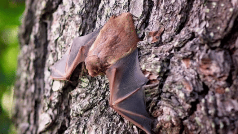 Covid possibly came from bats to humans via another animal, WHO-China joint study says