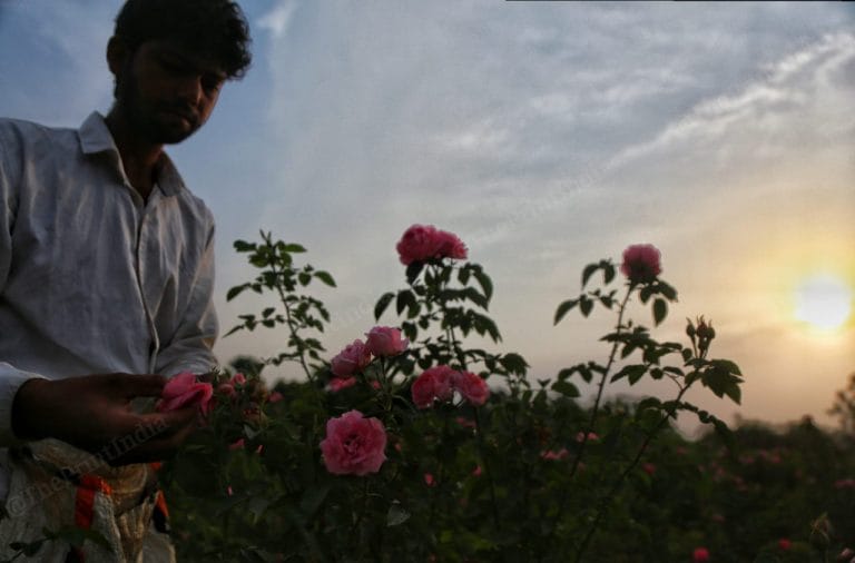 Rose scent can increase brain’s grey matter, Japanese study finds