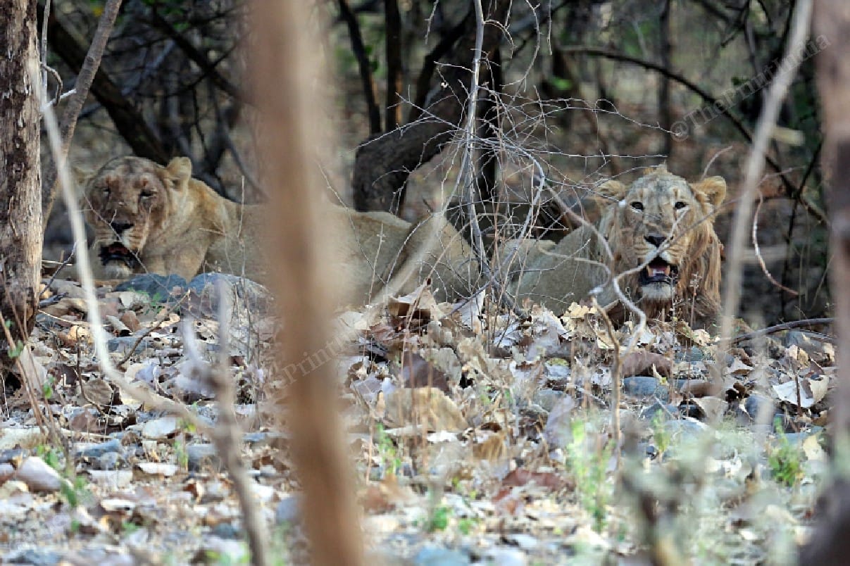 Two young lions named Nuro and Gogro at the Girnar sanctuary | Praveen Jain | ThePrint