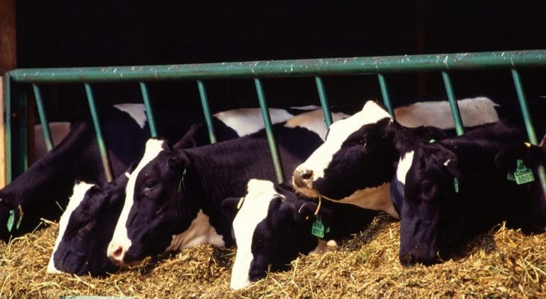 CO2 can be transformed into animal food. Here’s how