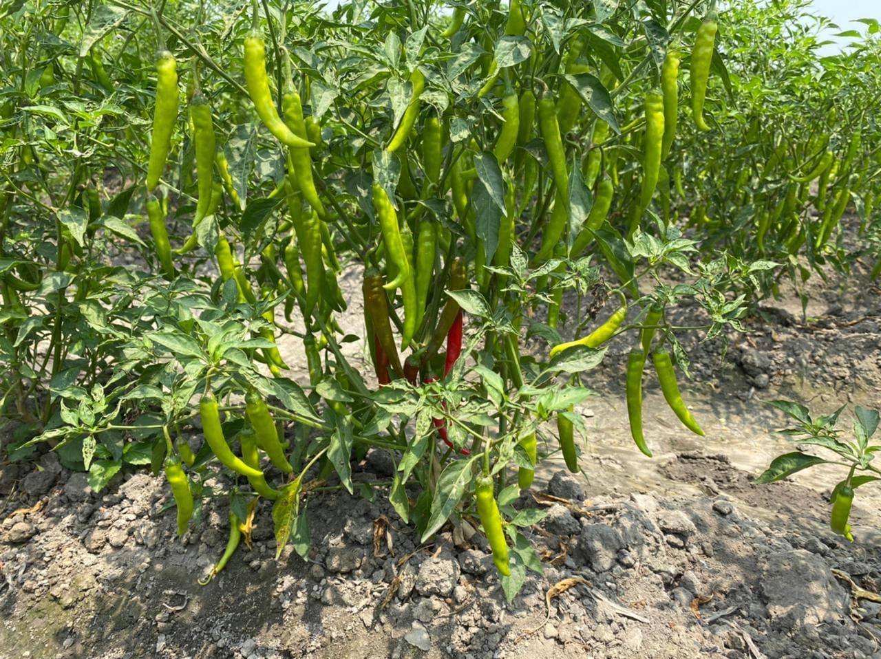 A chilli plant | Revathi Krishnan | ThePrint