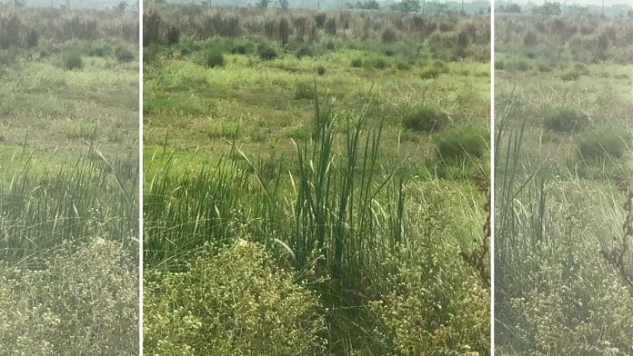 A patch of uncultivated land in Singur, West Bengal | Shanker Arnimesh/ThePrint