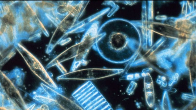 How whales and plankton are working together to store and reduce the world’s carbon emissions