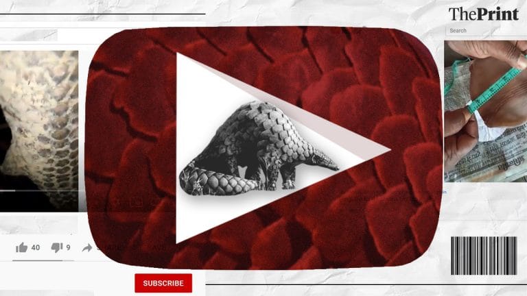 India’s illegal pangolin trade is now on YouTube. And there are hundreds of subscribers