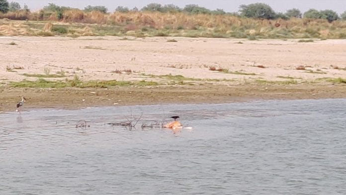 Birds pick at remains floating in the Ganga river between Gahmar in Ghazipur, UP, and Chausa in Buxar, Bihar | Photo: Sajid Ali | ThePrint