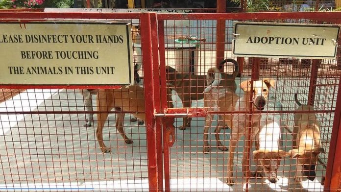Dogs up for adoption at Charlie's Animal Rescue Centre in Bengaluru | Photo: Angana Chakrabarti | ThePrint