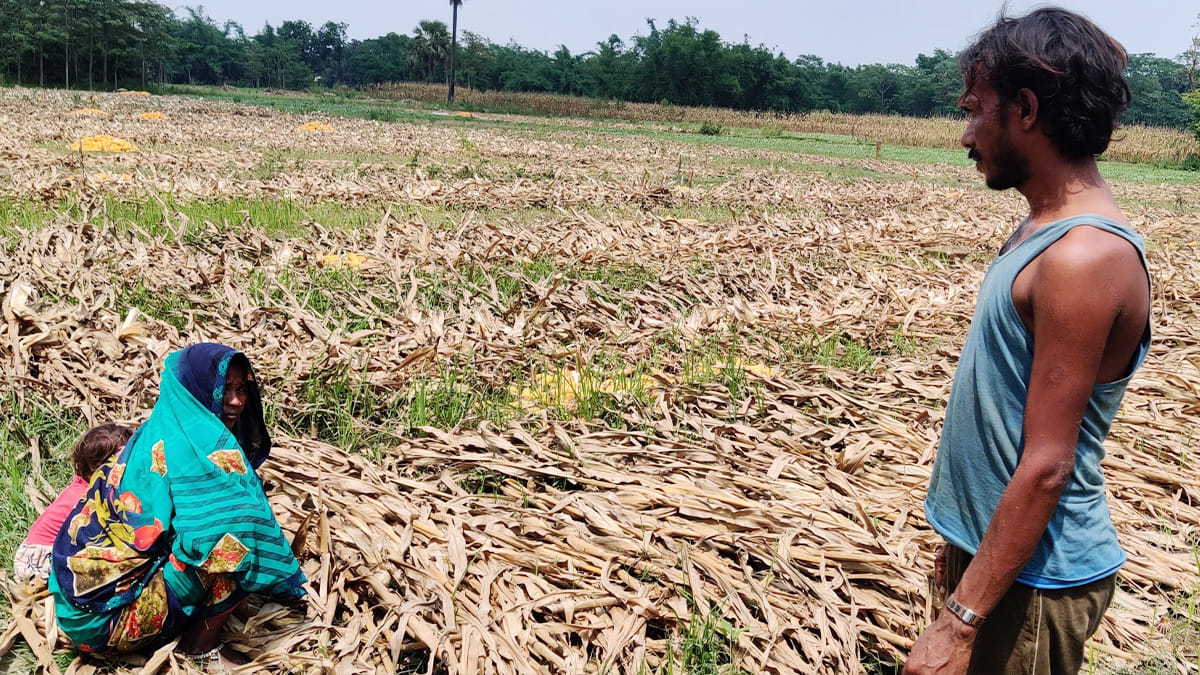 Dinesh Sehni and his wife Pinky work together at a maize farm | Sajid Ali | ThePrint
