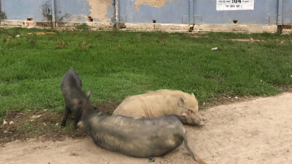 Pigs outside one of the Darbhanga Medical College & Hospital buildings | Photo: Jyoti Yadav | ThePrint 