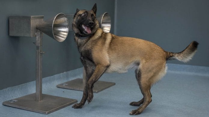 A dog sniffs out Covid during a training at the national veterinary school of Alfort in Paris, on October 2020 | Photo by Siegfried Modola/Getty Images via Bloomberg