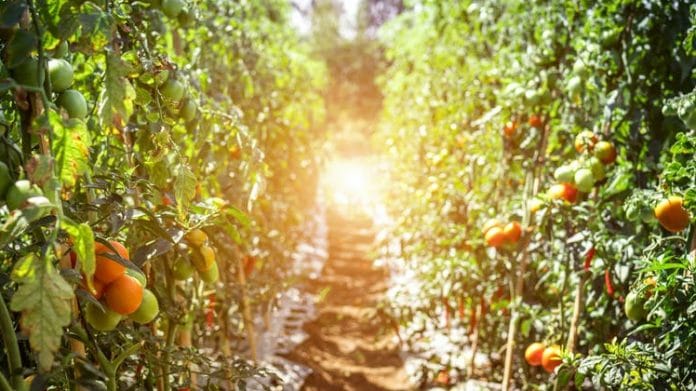 orchards-e1586528700901-696x391