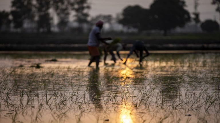 Rice, the one grain that’s keeping the world’s food crisis from getting worse