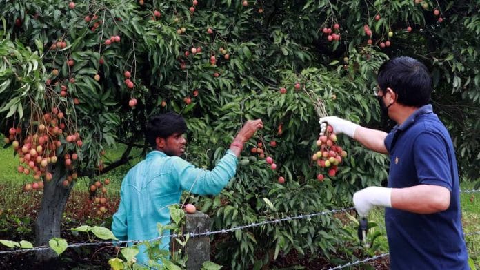 Representational image of a litchi orchard | ANI