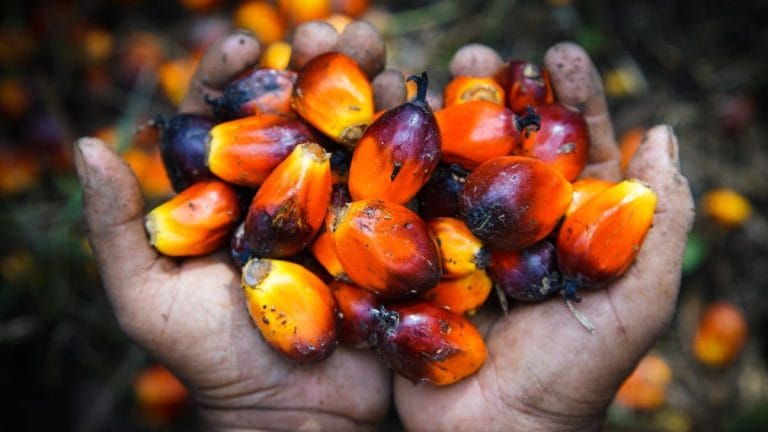 How palm oil became the world’s most hated and most used fat source