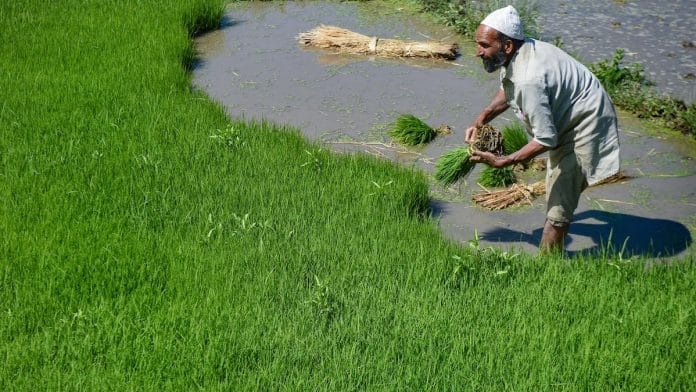 File photo | A farmer making bundles of paddy saplings in a field, Budgam | PTI