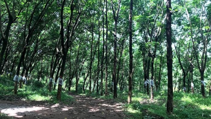 Rubber plantation in Kerala (representational image) | Photo: Sanghamitra Mazumder/ThePrint