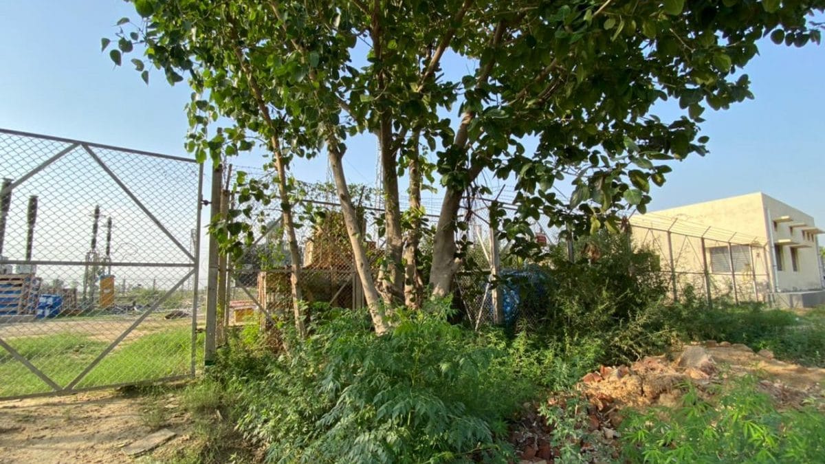 The tree by the railway line that Hardayal went to the courts to save | Photo: Reeti Agarwal/ThePrint