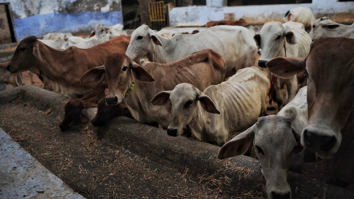 Chandrashekhar's gaushala in Tumaula village | Suraj Singh Bisht | ThePrint