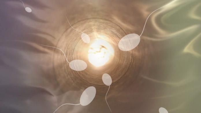 Representational image | Sperms | Pixabay