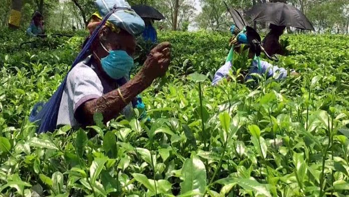 Tribals work at tea gardens in Phansidewa, Darjeeling, in this June 2021 photo | Representational image | ANI