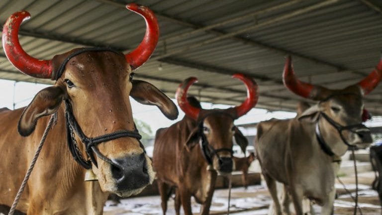 Muslims can’t use liberal arguments to justify communalism on the cow slaughter issue