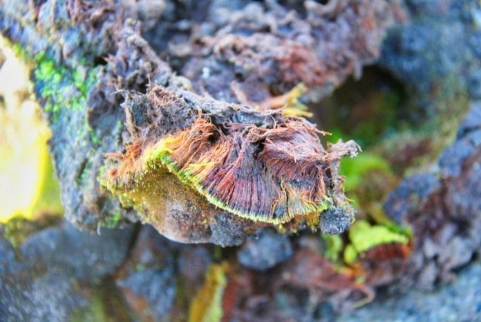 Bryum bharatiensis, a moss species in eastern Antarctica discovered by scientists from Punjab | Felix Bast