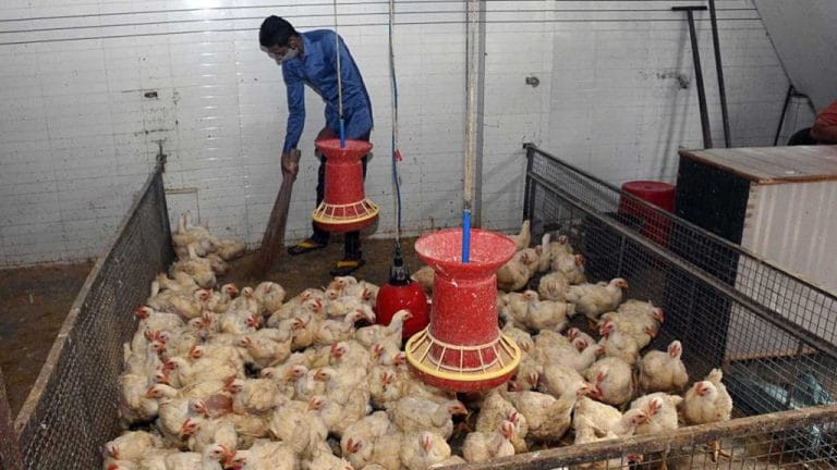Covid meant high protein intake but chicken, eggs, oil, all acting pricey. Govt must intervene