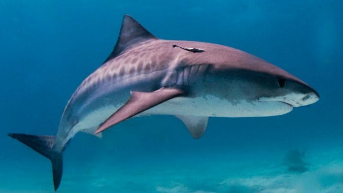 Representational image of a shark | Wikimedia commons