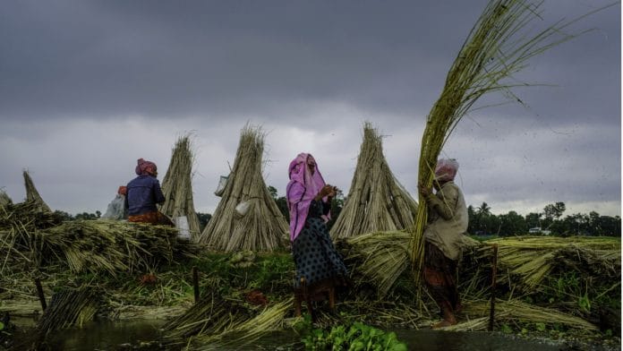 Workers strip fibers from the stems of jute plants at Bortir Bill in West Bengal, India on 28 July 2021| Photographer: Arko Datto/Bloomberg