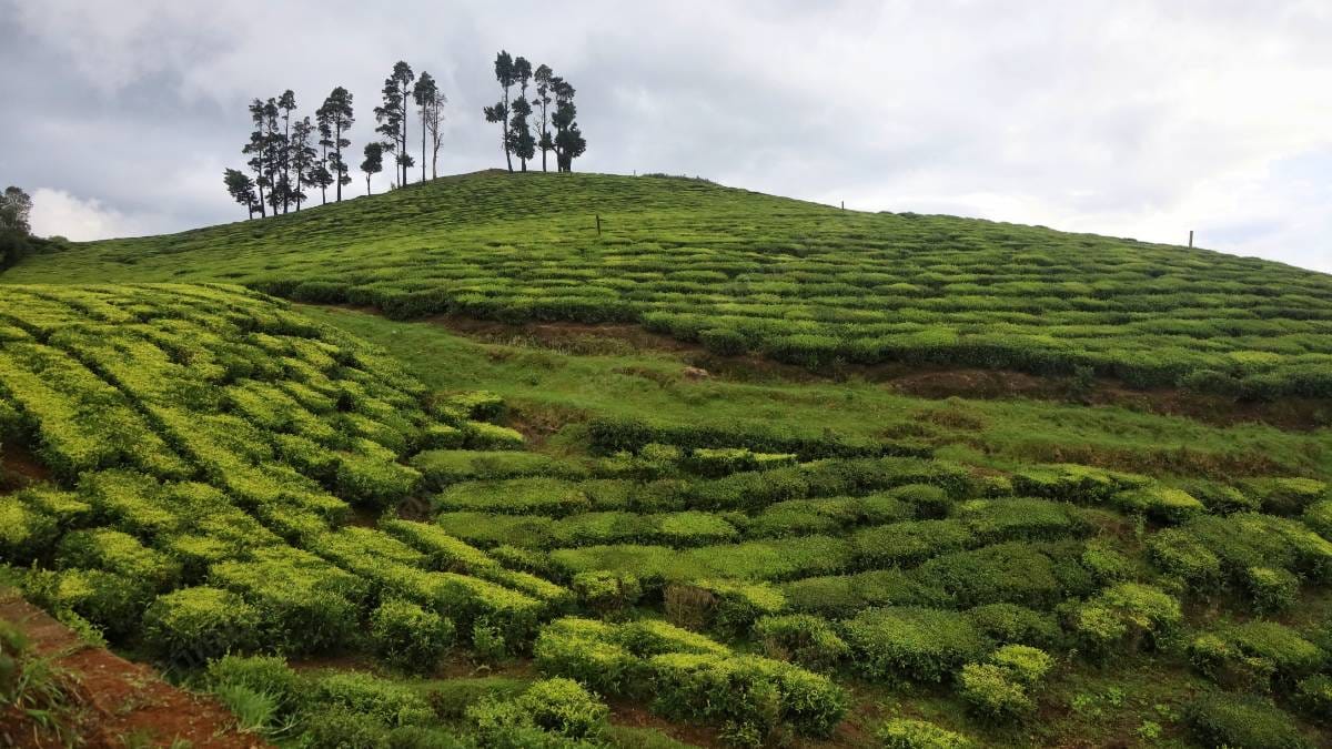 A view of the tea estates in Nilgiris district in Tamil Nadu | Manisha Mondal | ThePrint