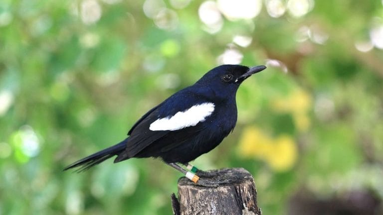 This bird has become the world’s first ‘digital species’ for conservation