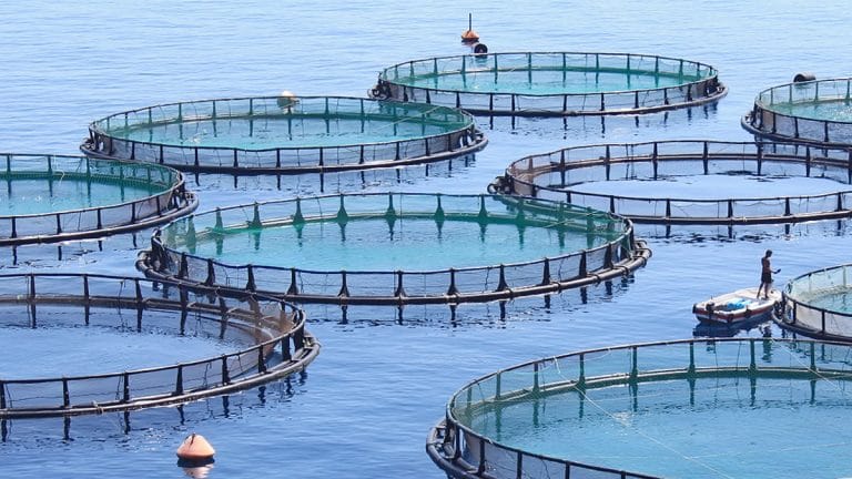 Linking agriculture with fish farming can help feed the world. Here’s how