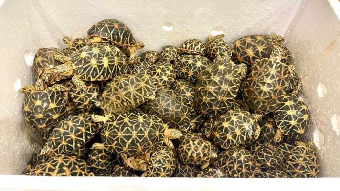 The 2,247 Indian star tortoises were being smuggled to Thailand | By special arrangement