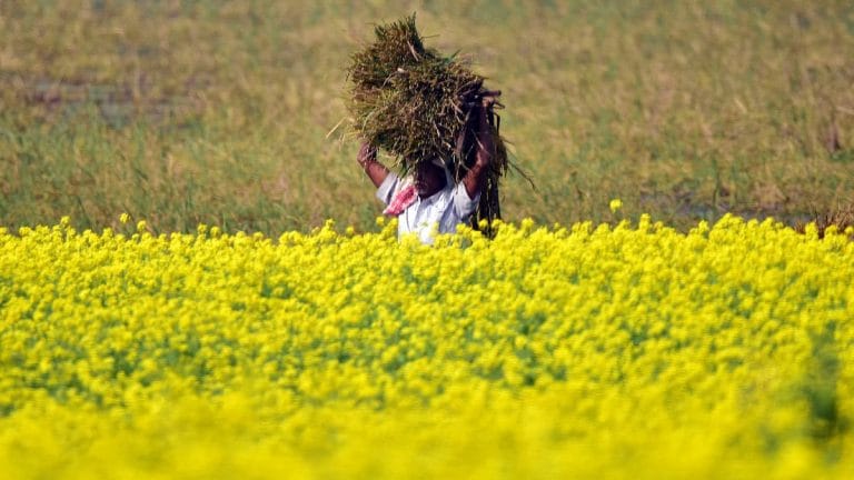 Oil processors want Punjab, Haryana to divert land from wheat-paddy to oilseeds, write to govt