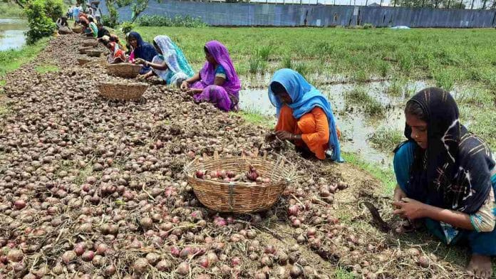 Farmers sort their onion crop | Representational image: ANI