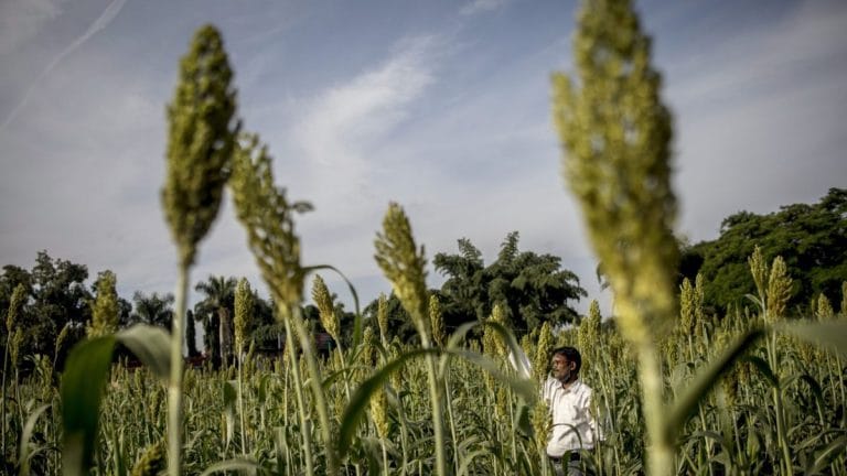Has crop insurance helped Indian farmers? Many don’t get payments on time