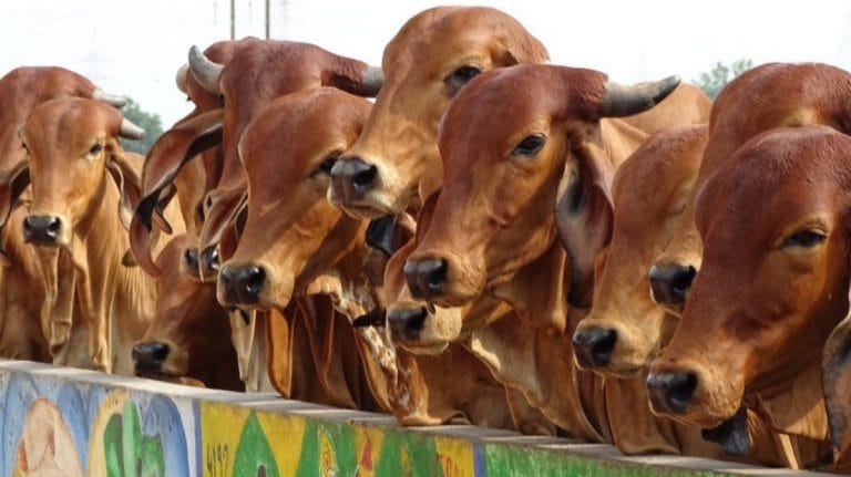 Cow is the basis of Hindu faith, must declare it national animal, Allahabad High Court says