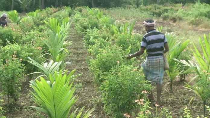 Representational image of a Karnataka farmer | Twitter | @ANI