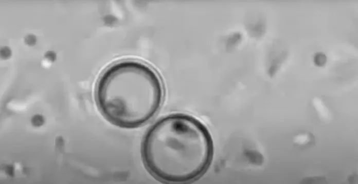 Scientists from NYU and the University of Chicago have developed the artificial cells made of non-biological matter | NYU