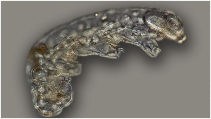 Tardigrades are a shape-shifting species | Commons