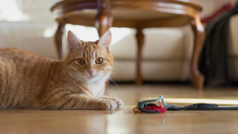 Pets did help with your mental health during the Covid-19 pandemic. Here’s how