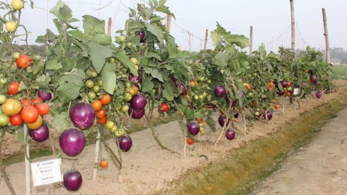 Successful field demonstration of grafted brinjal and tomato, named Brimato | Photo: ICAR | By special arrangement