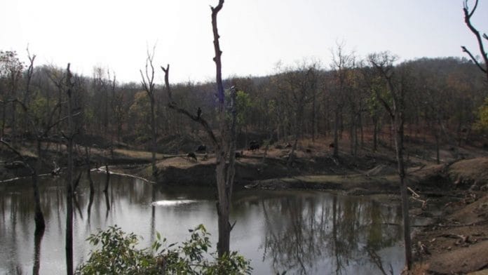 Representational image. | Pench Tiger Reserve, Seoni, Madhya Pradesh. | Photo: Shalini Ghosh/Bloomberg